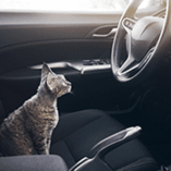 chat en voiture